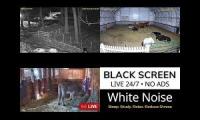 Thumbnail of Crazy Acres Yard/Arena/Barn Cams