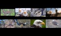 Thumbnail of Eagles nests WRDC BB JC KS KNF LMC DN DF