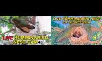 Thumbnail of hummingbird nests live cam