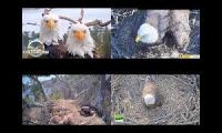 Thumbnail of Eagles nests BB JC KNF DF