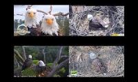Thumbnail of Eagles nests BB JC NEFL DF