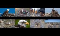 NEST CAMS ONLY WEL-TH-SC-BB-LMC-DNorth-NTCT