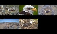 Thumbnail of Bald Eagle Cams-LMC1-DN-FTVRAIN-NCTC-TREMP