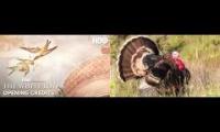 Thumbnail of the white turkey theme music