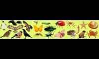Thumbnail of Smart Kids Birds, Insencts and The World of Water for Kids (Old Version)