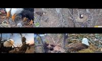 Thumbnail of Eagles nests BB, DF, JC, KS, KNF, LMC