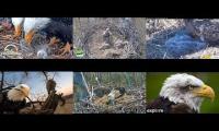 Thumbnail of Eagles nests BB, DF, JC, KS, LMC, DN