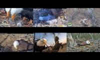 Thumbnail of Eagles nests BB, JC, DF, NCTC, KS, LMC