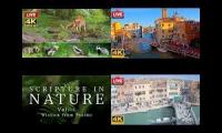 Venice and Nature 5 Favorites