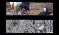 Thumbnail of Eagles Nests BB, NCTC, DF, JC