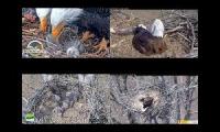 Thumbnail of Eagles Nests BB, NCTC, DF, JC