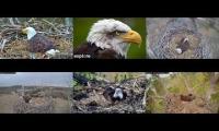 Thumbnail of Bald Eagle Cams-LMC1-DN-FTVRAIN-NCTC-TREMP-KIT