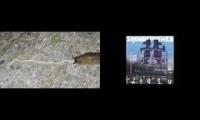 Thumbnail of slug slurping a noodle