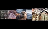 Thumbnail of Live cam feeds of owls, otters, and a baby giraffe