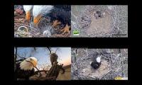 Thumbnail of Eagles Nests BB, DF, KS, JC