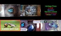 Thumbnail of Amazingearthanimalslivestream