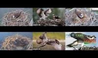 Thumbnail of Amazingearthanimalslivestream