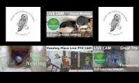 Thumbnail of Amazingearthanimalslivestream