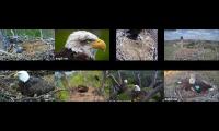 Thumbnail of Bald Eagle Cams-LMC1-DN-FTV-NCTC-TREMP-KIS-NEFL-FP