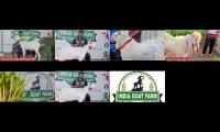 Thumbnail of India Goat Farm Goat Collection
