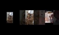 Thumbnail of Children and 2 gray cats meows an children says no