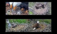 Eagles nests BB, DF, LMC, FSV