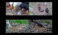 Thumbnail of Eagles Nests BB, DF, LMC, FSV