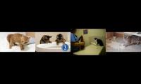 Thumbnail of Funny kitty cat videos