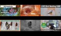Thumbnail of Amazingearthanimalslivestream