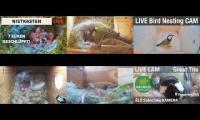 Thumbnail of Amazingearthanimalslivestream
