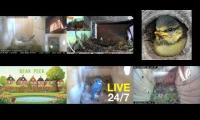 Thumbnail of Amazingearthanimalslivestream