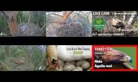 Thumbnail of Amazingearthanimalslivestream