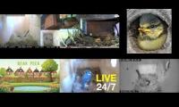Thumbnail of Amazingearthanimalslivestream