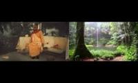 Thumbnail of Prabhupada Rainforest