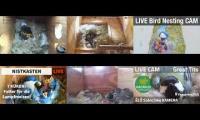 Thumbnail of Amazingearthanimalslivestream