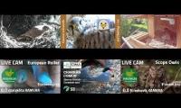 Thumbnail of Amazingearthanimalslivestream