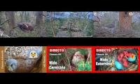 Thumbnail of Amazingearthanimalslivestream
