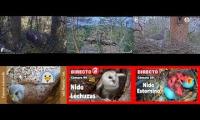 Thumbnail of Amazingearthanimalslivestream