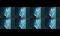 Thumbnail of deep swimming chick this video