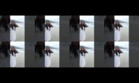 Thumbnail of honnymoon andaman tour