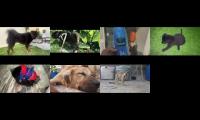 Thumbnail of good boy jhonny handsome boy