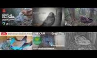 Thumbnail of Amazingearthanimalslivestream