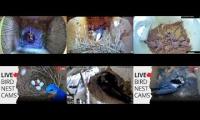 Thumbnail of Amazingearthanimalslivestream