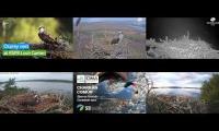 Thumbnail of Amazingearthanimalslivestream