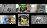 Thumbnail of Amazingearthanimalslivestream