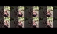 Thumbnail of Saw Something Interesting#lizard #desert lizards