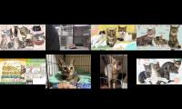 Thumbnail of ljdsru-dffukjbn-hogonekonoie-2021-06-15