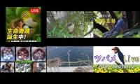 Thumbnail of Amazingearthanimalslivestream