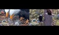 Thumbnail of FOBBV bald eagle webcams