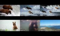 2025 Katmai Bear Cams (5 Views + Dumpling)